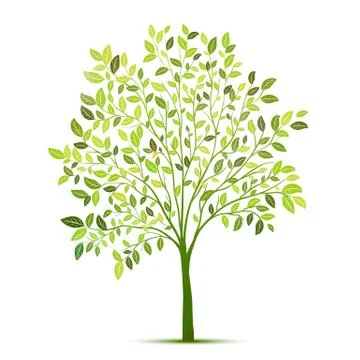 Green tree with leaves on white background vector Stock Illustration