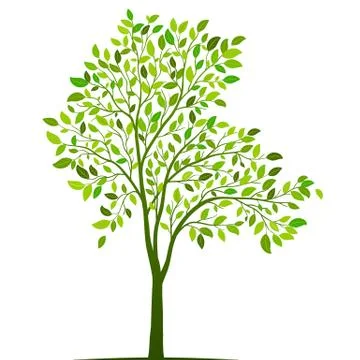 Green tree with leaves on white background vector Stock Illustration