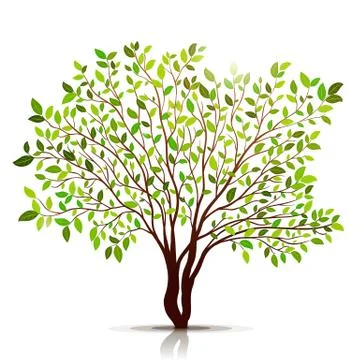 Green tree with leaves on white background vector Stock Illustration