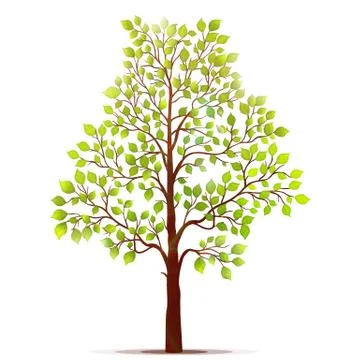 Green tree with leaves on white background vector Stock Illustration