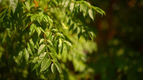 Green tree leaves in the wind Stock Footage 65212547