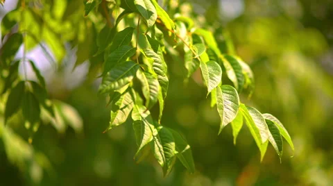 Green tree leaves in the wind Stock Footage 65212812