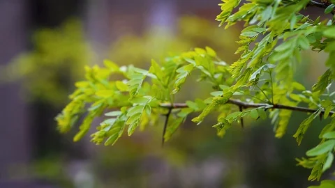 Green tree leaves on a wind . Stock Footage 129512341