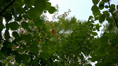 Green tree leaves at windy day Stock Footage 68813121