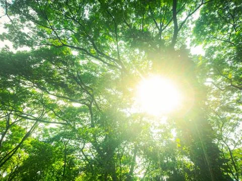 Green tree with light Foto stock