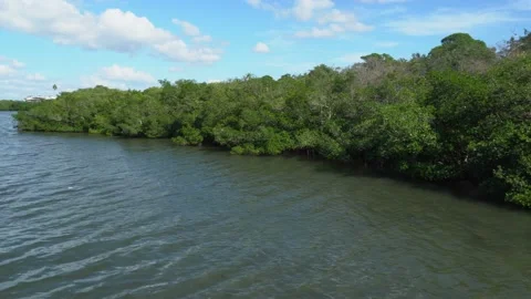 Green Tree Line on Inner Coastal Water In Florida Stockbeeldmateriaal 166113048
