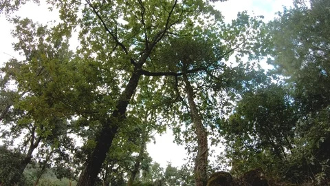 GREEN TREE LOW SHOOT Stock Footage 93526359