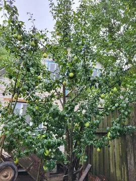 Green tree with many small pears Stock Photos