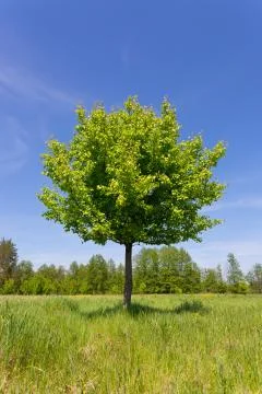 Green tree on meadow Stock Photos
