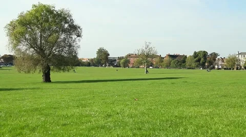 Green tree in the middle of the park Stock Footage 62063981