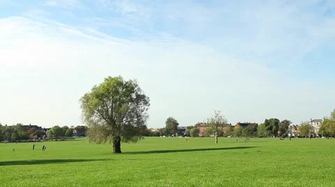 Green tree in the middle of the park Stock Footage 62064071