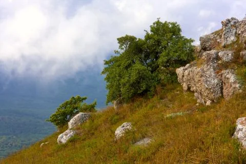 Green tree in mountains Stock Photos