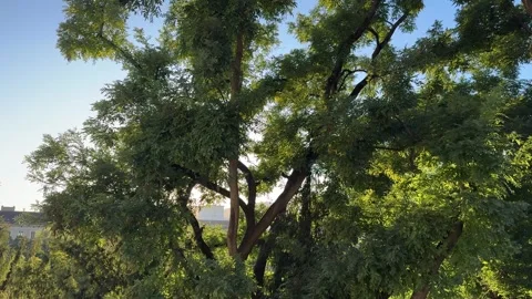 Green tree moving in the wind – natural background texture, summer breeze Vídeos de archivo 318985737