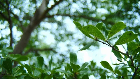 Green tree in nature Stock Footage 93463517