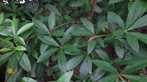 Green tree nature leaves  Stock Footage 340154990