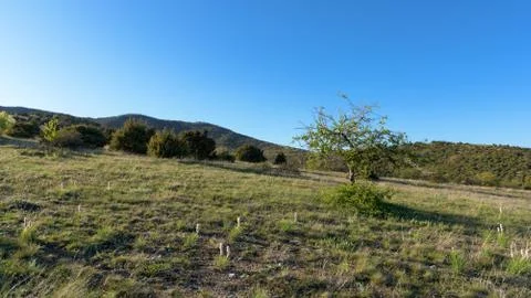 Green tree nature mountain background Stock Photos
