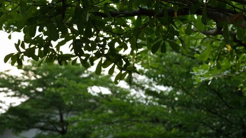 Green tree in nature park Video stock 89799888