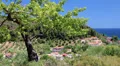 Green tree in Nea Skioni village, Kassandra peninsula, Chalkidiki, Greece HD Footage
