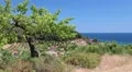 Green tree in Nea Skioni village, Kassandra peninsula, Chalkidiki, Greece HD Footage