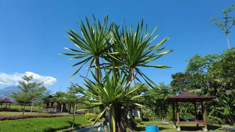 Green tree with nice views Stock Footage 221807486
