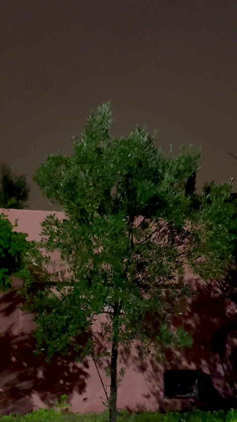 Green Tree at Night Under Soft Light Video stock 328595748