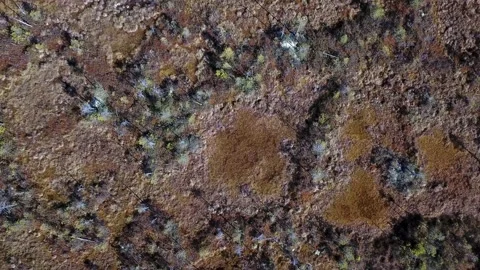 Green tree on the north Stock Footage 160911598