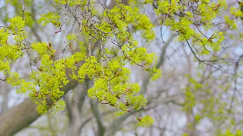 Green Tree in the Park 2 库存影片 153498153