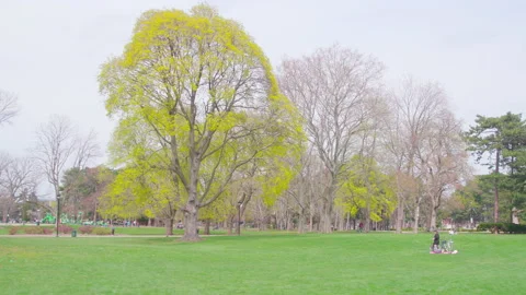 Green Tree in the Park 3 库存影片 153939538