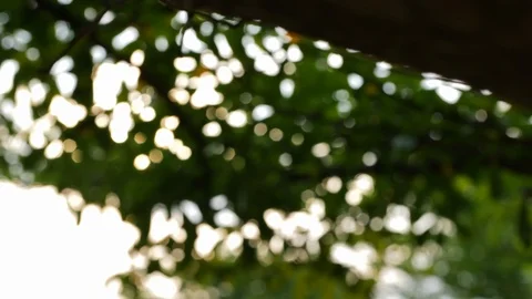 Green tree in the park, blur scene Stock Footage 96557294