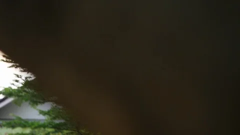 Green tree in the park Stock Footage 90522629