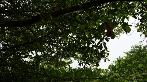 Green tree in the park Stock Footage 93882441