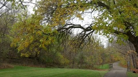 Green tree in a park Vídeo Stock 141765447