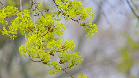 Green Tree in the Park 库存影片 153499669