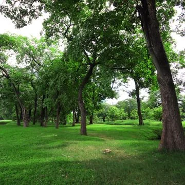 Green tree in the park Stock Photos