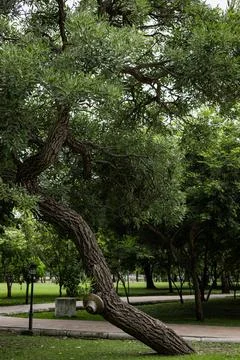 Green Tree In The Park Stock Photos
