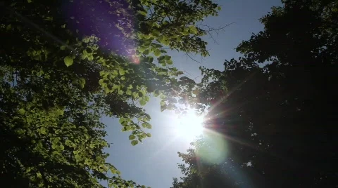 Green Tree park to sun view 스톡 동영상 824058