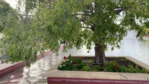 Green tree in the park of Valencia Stock Footage 134930462
