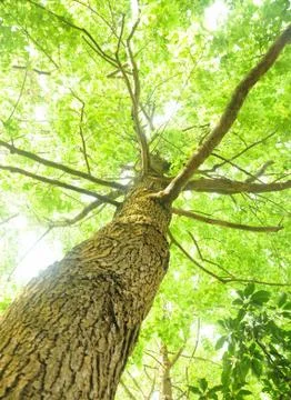 Green tree Stock Photos