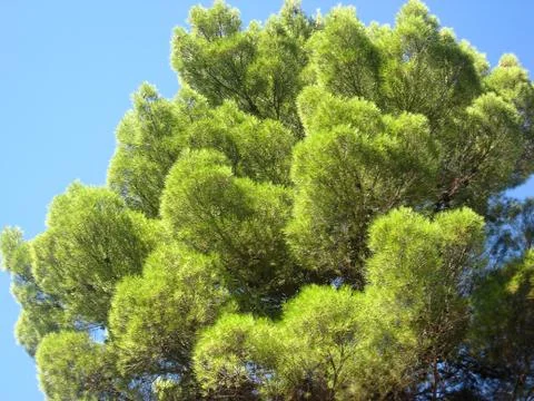 Green tree Stock-Fotos