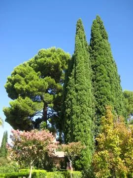 Green tree Stock Photos