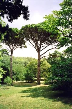 Green tree Stock Photos