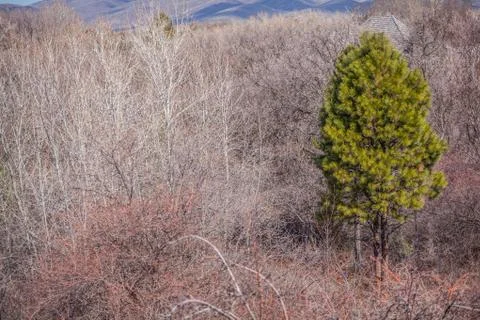 Green Tree Fotos de archivo