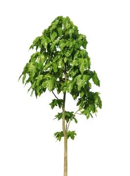 Green tree Stock Photos