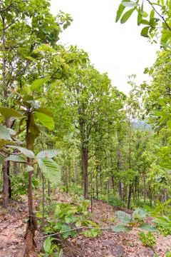 Green  of the tree. Stock Photos