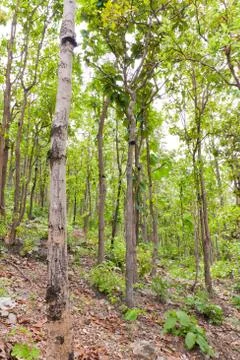 Green  of the tree. Stock Photos