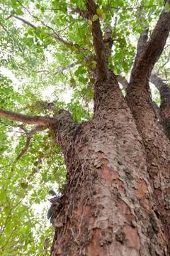 Green  of the tree. Stock Photos