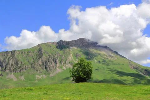 Green tree Stock Photos