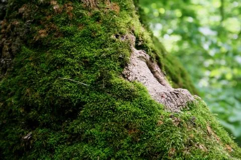 Green Tree Stock Photos