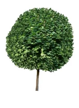 Green tree Stock Photos