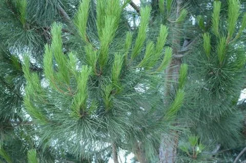 Green Tree Stock Photos